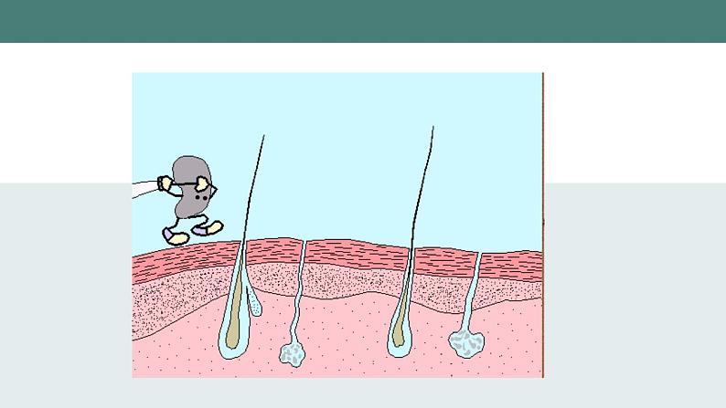 24.1++人体的免疫防线++课件-2023-2024学年苏科版生物八年级下册06