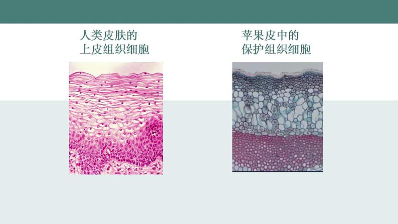 24.1++人体的免疫防线++课件-2023-2024学年苏科版生物八年级下册08