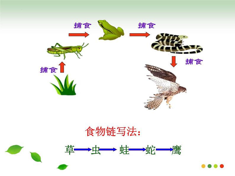 5.17.1++动物在生物圈中的作用++课件-2023-2024学年北师大版生物八年级上册第7页