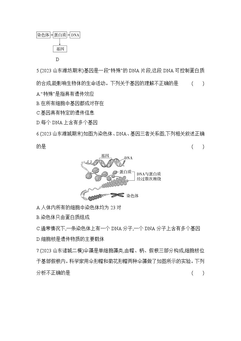 7.2.2《基因在亲子代之间传递》-人教版初中生物八年级下册同步练习02