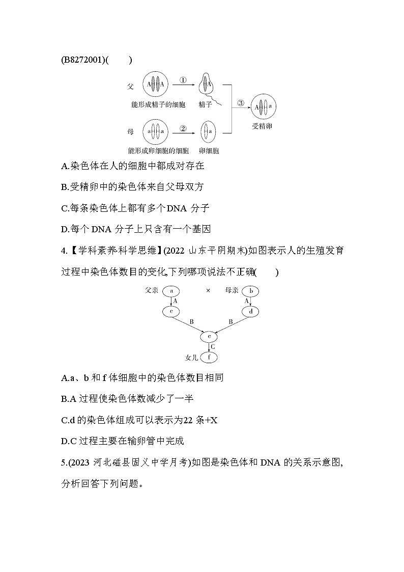 专项素养综合全练(二)  基因在亲子代间的传递、基因的显性和隐性-人教版初中生物八年级下册同步练习02