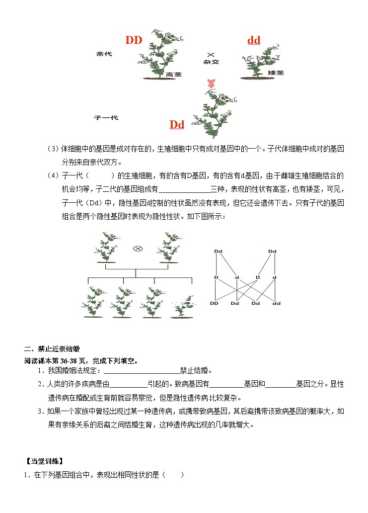 7.2.3+基因的显性和隐性+导学案2023--2024学年人教版生物八年级下册02