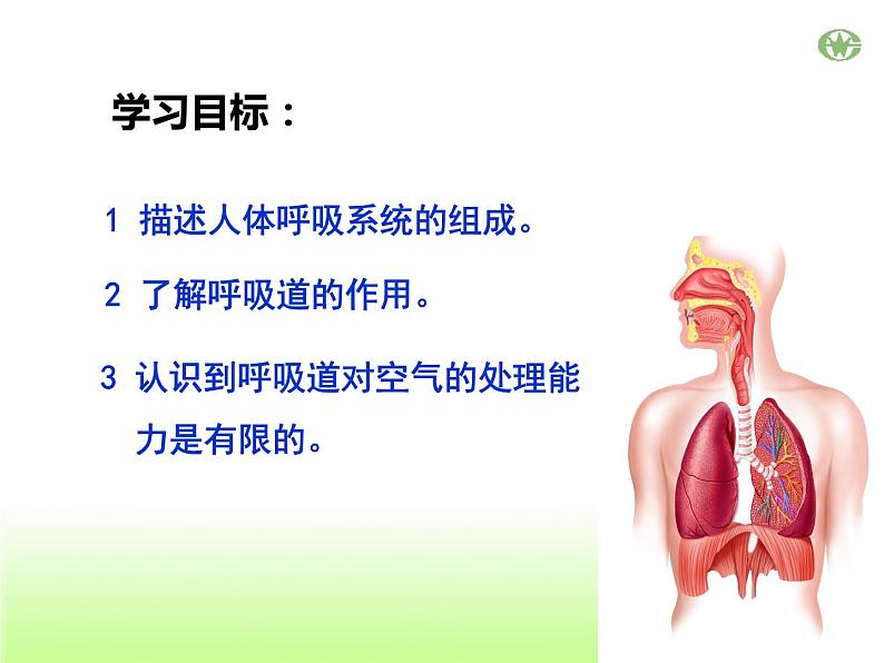 4.3.1呼吸道对空气的处理课件2023--2024学年人教版生物七年级下册第2页