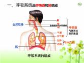 4.3.1呼吸道对空气的处理课件2023--2024学年人教版生物七年级下册