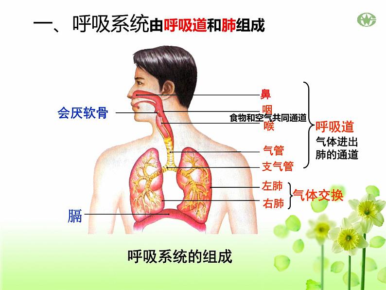 4.3.1呼吸道对空气的处理课件2023--2024学年人教版生物七年级下册第4页