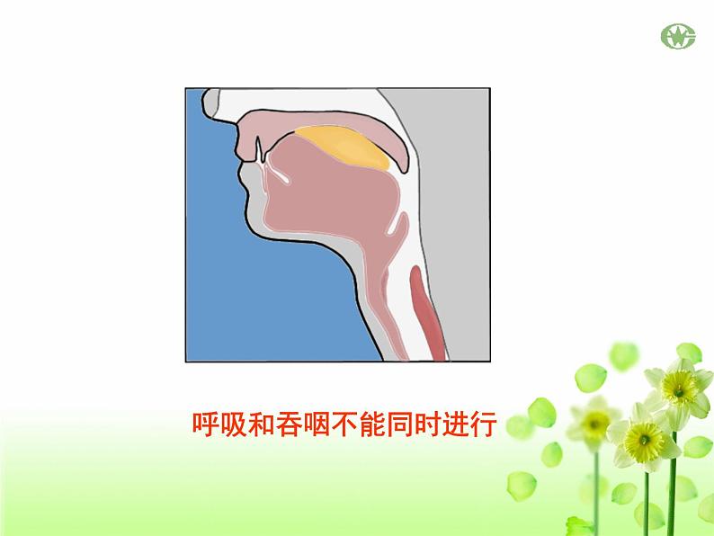 4.3.1呼吸道对空气的处理课件2023--2024学年人教版生物七年级下册第5页