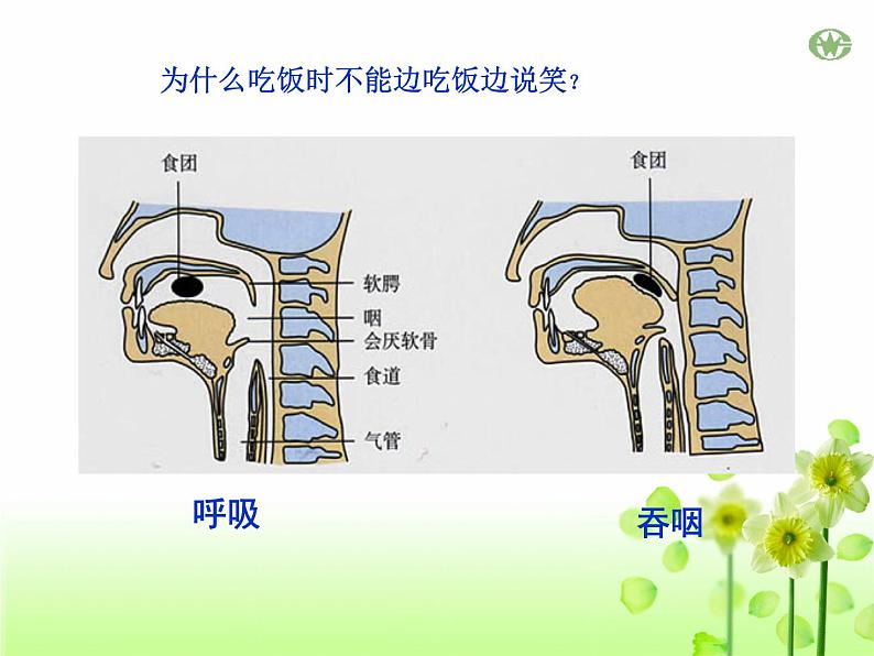 4.3.1呼吸道对空气的处理课件2023--2024学年人教版生物七年级下册第6页