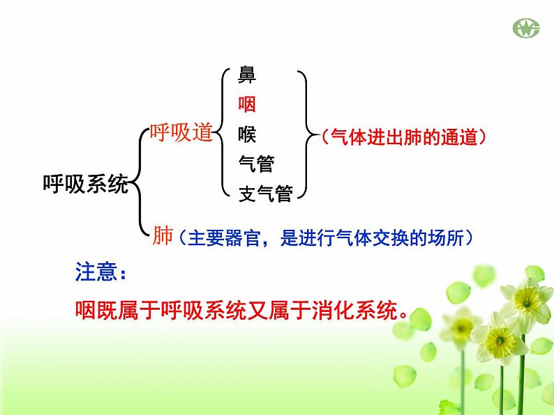 4.3.1呼吸道对空气的处理课件2023--2024学年人教版生物七年级下册第7页