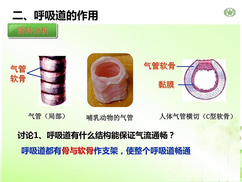 4.3.1呼吸道对空气的处理课件2023--2024学年人教版生物七年级下册第8页