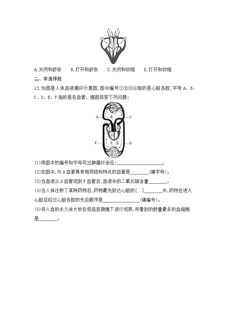 4.3  第三节   输送血液的泵——心脏--人教版初中生物七年级下册课时检测卷03
