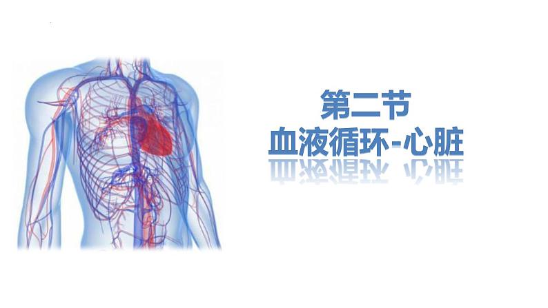 9.2+血液循环-心脏+课件-2023-2024学年北师大版生物七年级下册第1页