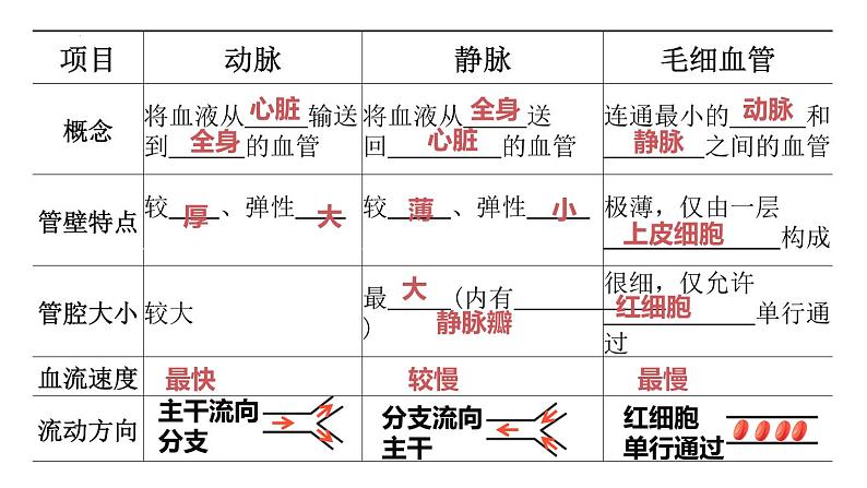 9.2+血液循环-心脏+课件-2023-2024学年北师大版生物七年级下册第2页