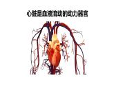 9.2+血液循环-心脏+课件-2023-2024学年北师大版生物七年级下册