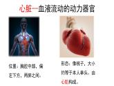 9.2+血液循环-心脏+课件-2023-2024学年北师大版生物七年级下册
