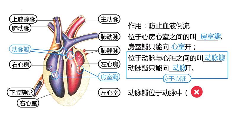 9.2+血液循环-心脏+课件-2023-2024学年北师大版生物七年级下册第6页