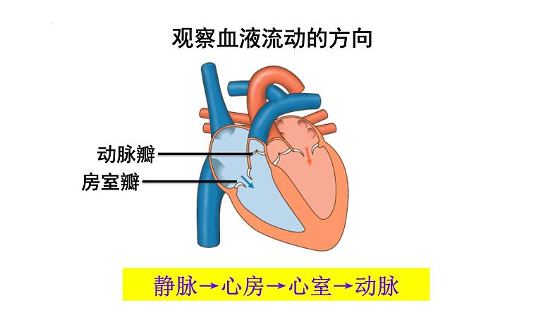 9.2+血液循环-心脏+课件-2023-2024学年北师大版生物七年级下册第8页