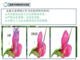 7.2.3++基因的显性和隐性++课件-2023-2024学年人教版生物八年级下册