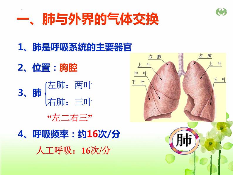 4.3.2++发生在肺内的气体交换++课件-2023--2024学年人教版生物七年级下册第3页