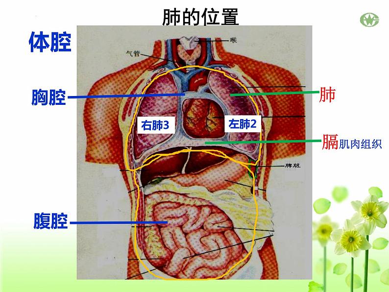 4.3.2++发生在肺内的气体交换++课件-2023--2024学年人教版生物七年级下册第4页