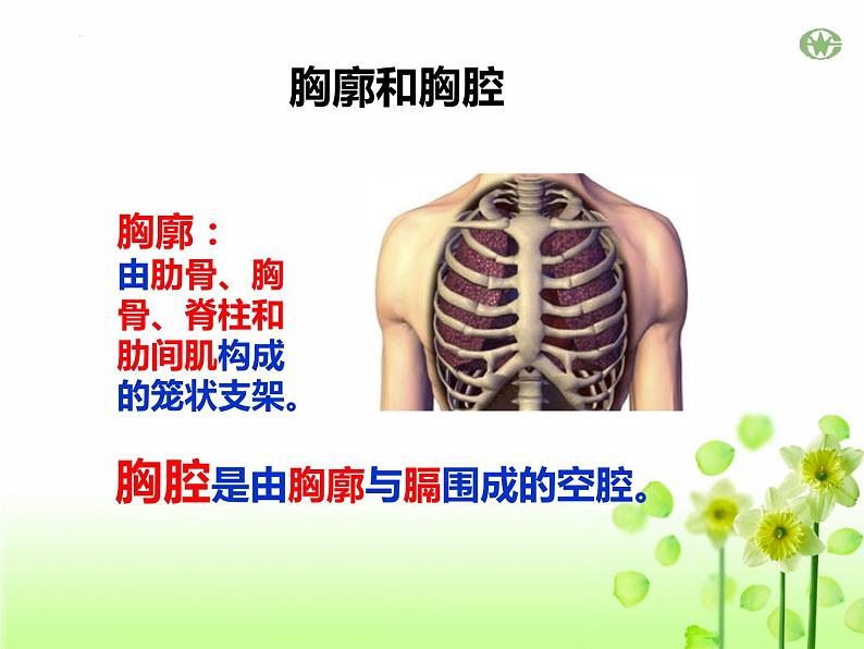 4.3.2++发生在肺内的气体交换++课件-2023--2024学年人教版生物七年级下册第5页