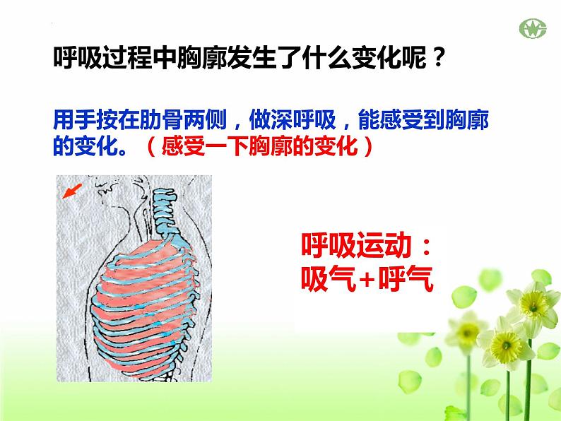 4.3.2++发生在肺内的气体交换++课件-2023--2024学年人教版生物七年级下册第6页