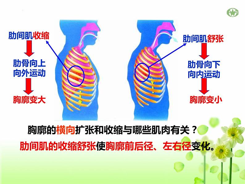 4.3.2++发生在肺内的气体交换++课件-2023--2024学年人教版生物七年级下册第7页