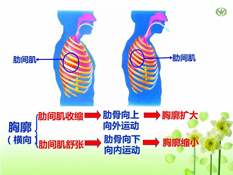 4.3.2++发生在肺内的气体交换++课件-2023--2024学年人教版生物七年级下册第8页