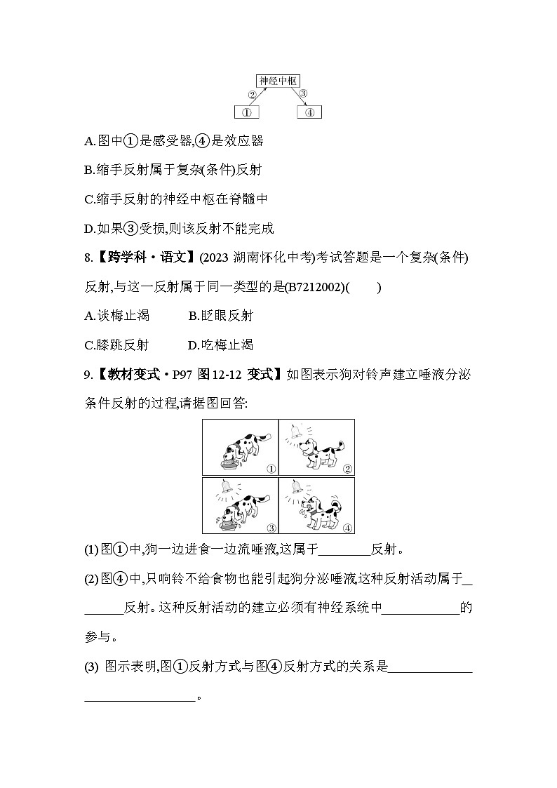 12.2　人体的神经调节--苏教版初中生物七年级下册同步练习第3页
