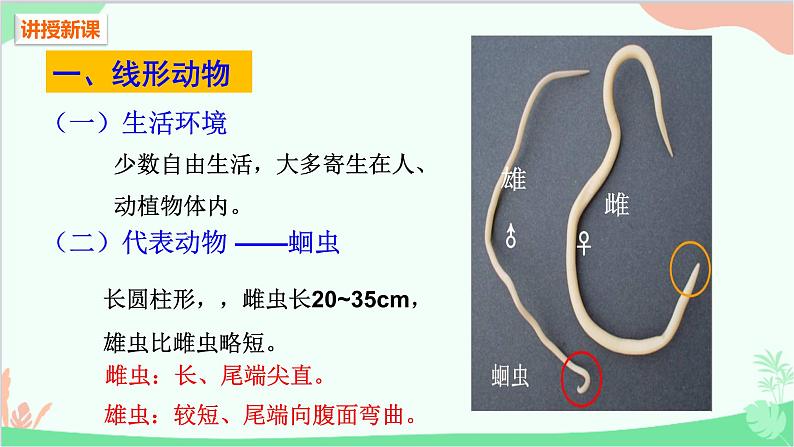 人教版生物八年级上册 第五单元第一章第二节  线形动物和环节动物课件第4页