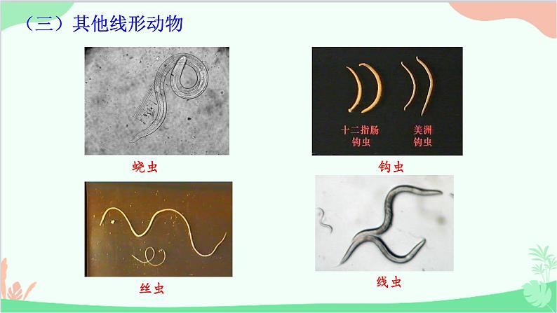 人教版生物八年级上册 第五单元第一章第二节  线形动物和环节动物课件第7页