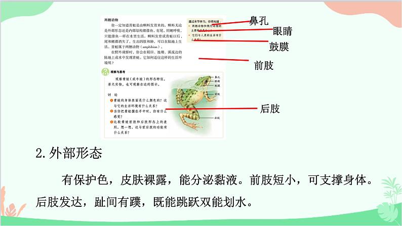 人教版生物八年级上册 第五单元第一章第五节  两栖动物和爬行动物课件05