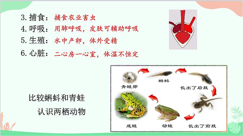 人教版生物八年级上册 第五单元第一章第五节  两栖动物和爬行动物课件06