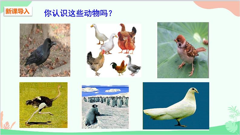 人教版生物八年级上册 第五单元第一章第六节  鸟课件02