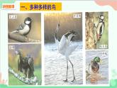 人教版生物八年级上册 第五单元第一章第六节  鸟课件