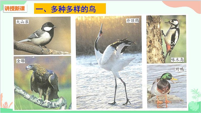 人教版生物八年级上册 第五单元第一章第六节  鸟课件04