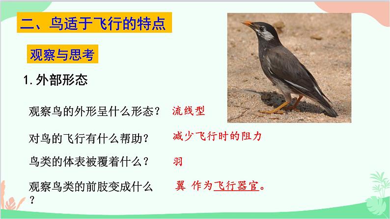 人教版生物八年级上册 第五单元第一章第六节  鸟课件06