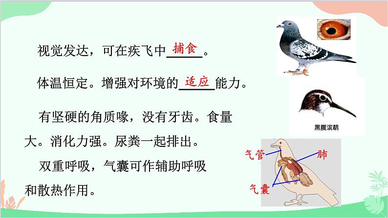 人教版生物八年级上册 第五单元第一章第六节  鸟课件07