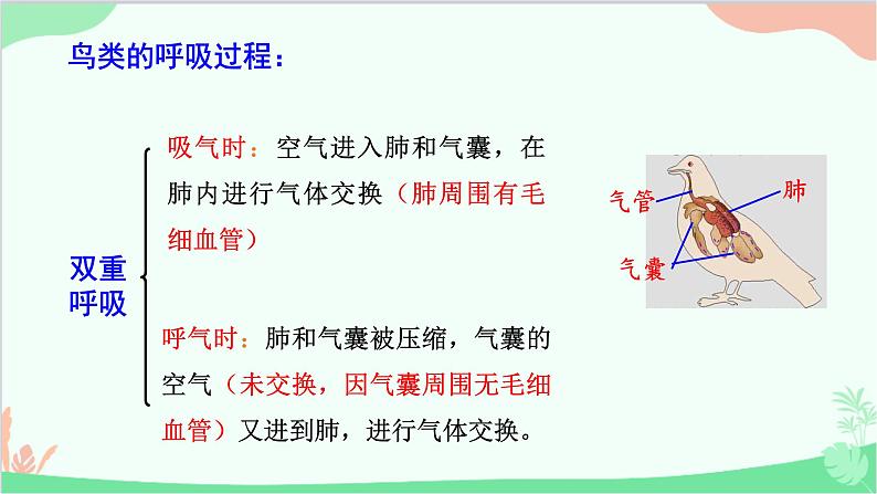 人教版生物八年级上册 第五单元第一章第六节  鸟课件08