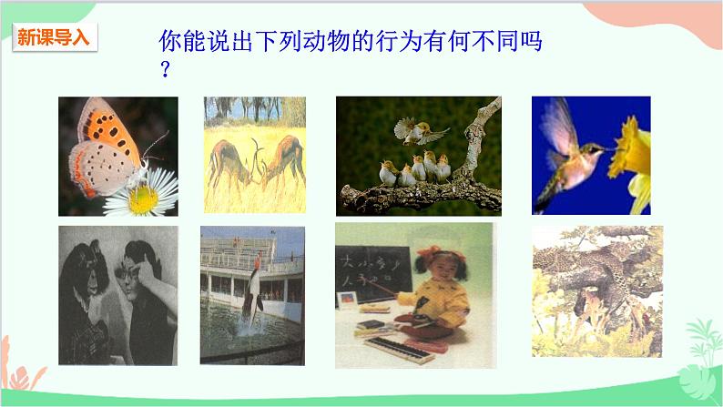 人教版生物八年级上册 第五单元第二章第二节  先天性行为和学习行为课件02