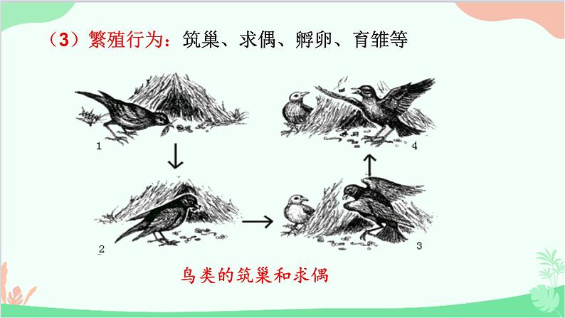 人教版生物八年级上册 第五单元第二章第二节  先天性行为和学习行为课件08