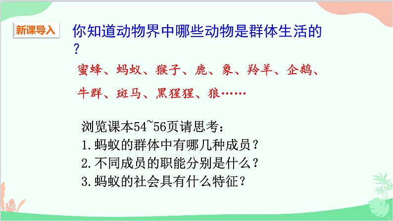 人教版生物八年级上册 第五单元第二章第三节  社会行为课件第2页