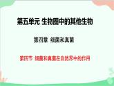 人教版生物八年级上册 第五单元第四章第四节  细菌和真菌在自然界中的作用课件