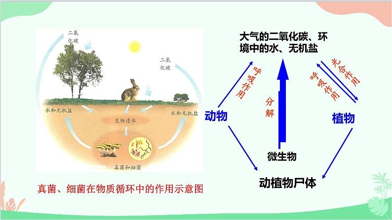 人教版生物八年级上册 第五单元第四章第四节  细菌和真菌在自然界中的作用课件第4页