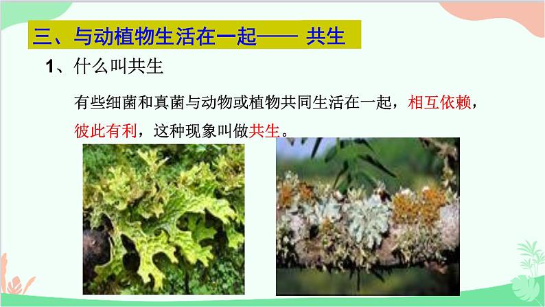 人教版生物八年级上册 第五单元第四章第四节  细菌和真菌在自然界中的作用课件第8页