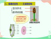 人教版生物八年级上册 第五单元第五章  病毒课件