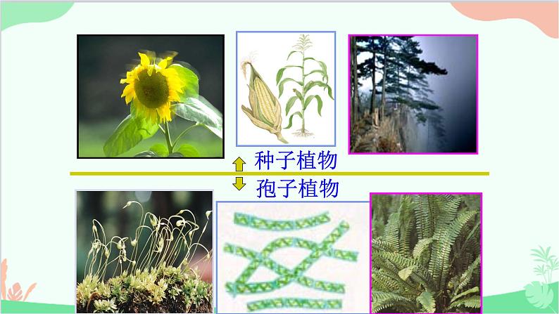 人教版生物八年级上册 第六单元第一章第一节  尝试对生物进行分类课件08