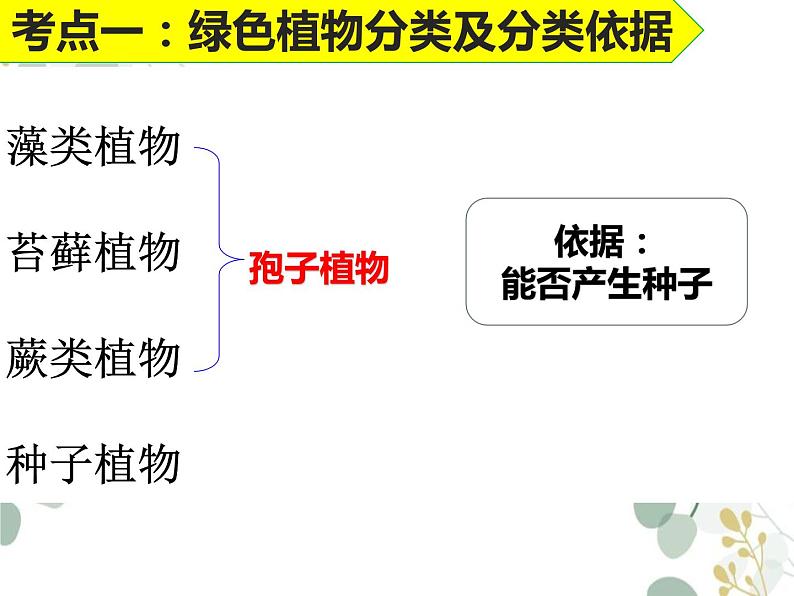 2024年中考一轮复习：生物圈中的绿色植物课件02