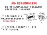 9.2+血液循环-体循环和肺循环+课件2023--2024学年北师大版生物七年级下册