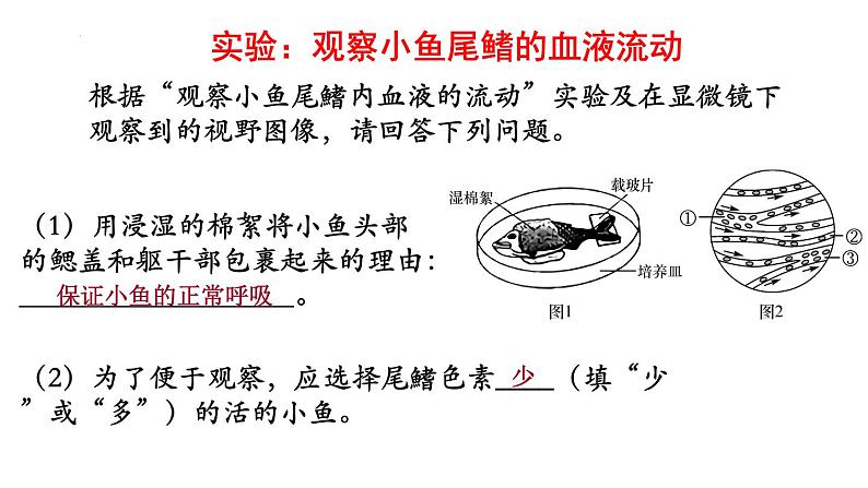 9.2+血液循环-体循环和肺循环+课件2023--2024学年北师大版生物七年级下册第3页