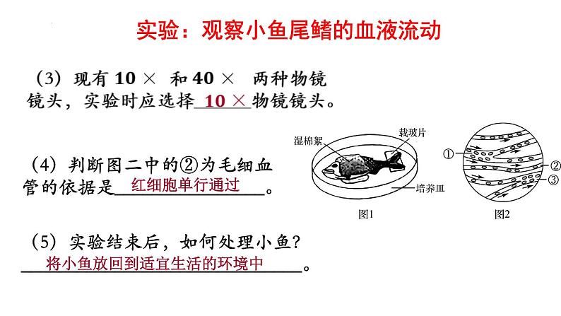 9.2+血液循环-体循环和肺循环+课件2023--2024学年北师大版生物七年级下册第4页